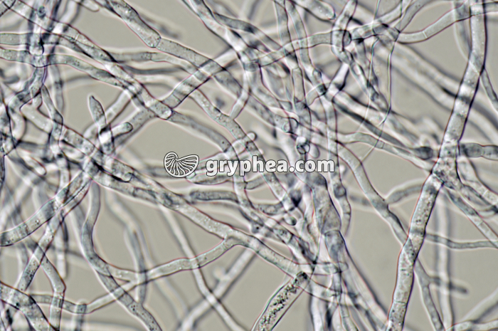 Penicillium - réseau  mycélien x160 - gryphea.org